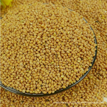 High quality yellow millet for sale with reasonable price